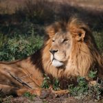 majestic african lion resting in the grass
